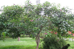 Clitoria arborea var. pseudoamazonica